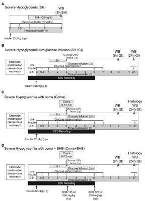 Effect of β-Hydroxybutyrate on Autophagy Dynamics During Severe Hypoglycemia and the Hypoglycemic Coma
